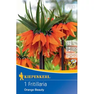 Carska kruna (Fritillaria) Orange Beauty
