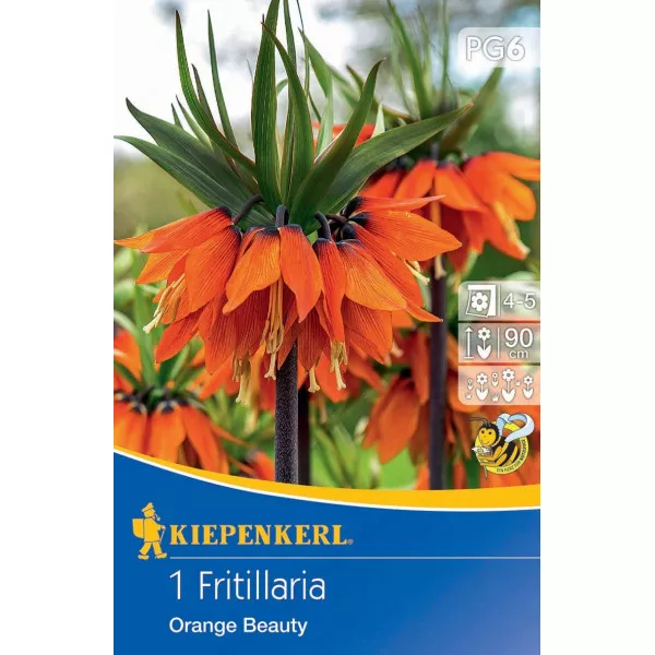 Carska kruna (Fritillaria) Orange Beauty