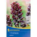 Carska kruna (Fritillaria) Persica