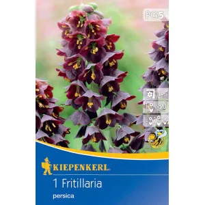 Carska kruna (Fritillaria) Persica