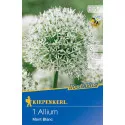 Allium Mont Blanc