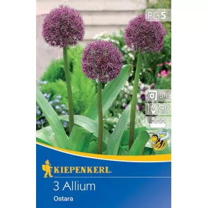 Allium Ostara