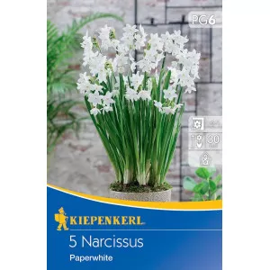 Narcis Paperwhite