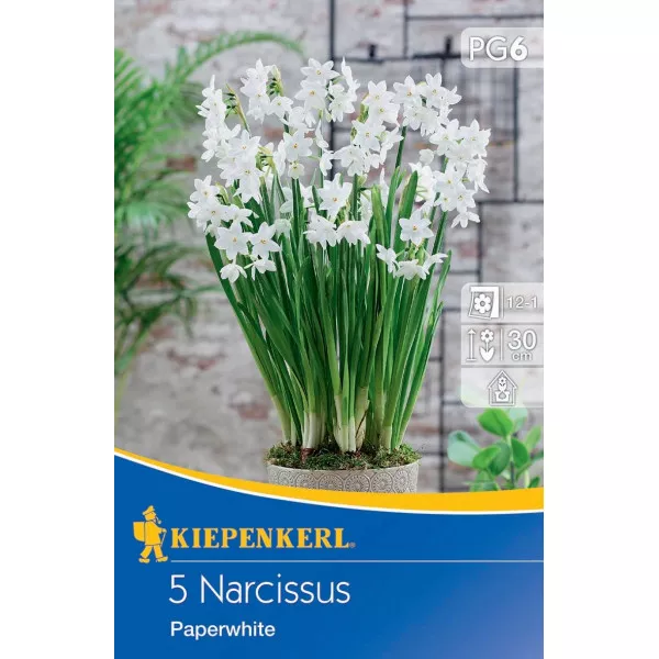 Narcis Paperwhite