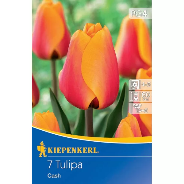 Tulipan Cash