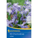 Chionodoxa