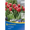Tulipan Vampire