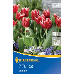 Tulipan Vampire