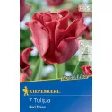 Tulipan Red Dress