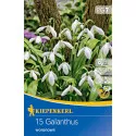 Visibaba (Galanthus woronowii)
