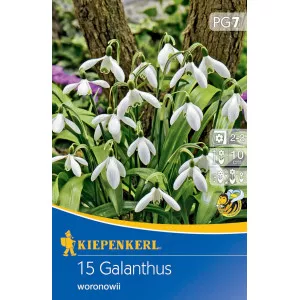 Visibaba (Galanthus woronowii)