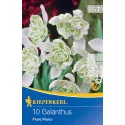 Visibaba (Galanthus woronowii) Flore Pleno