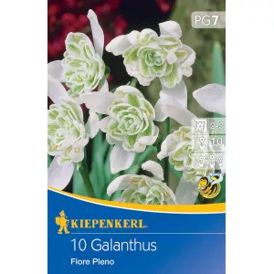 Visibaba (Galanthus woronowii) Flore Pleno