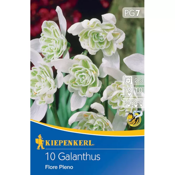 Visibaba (Galanthus woronowii) Flore Pleno