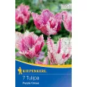 Tulipan Purple Circus