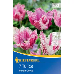 Tulipan Purple Circus