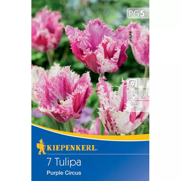 Tulipan Purple Circus