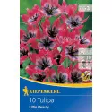 Patuljasti tulipan Little Beauty