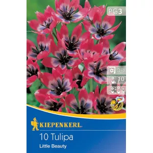 Patuljasti tulipan Little Beauty