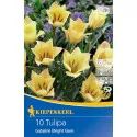 Patuljasti tulipan Bright Gem