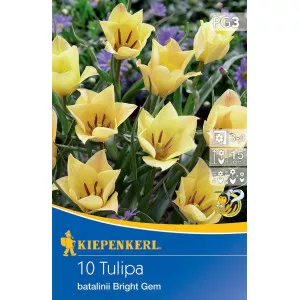 Patuljasti tulipan Bright Gem