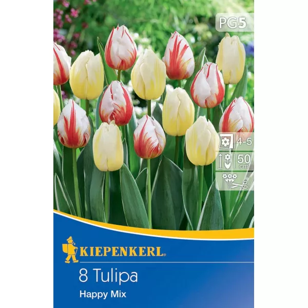 Tulipan Happy mix