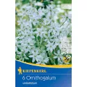 Betlehemska zvijezda (Ornithogalum umbellatum)