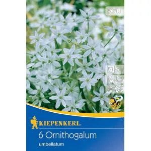Betlehemska zvijezda (Ornithogalum umbellatum)
