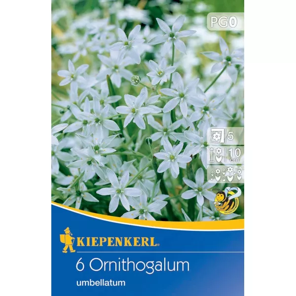 Betlehemska zvijezda (Ornithogalum umbellatum)