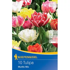Tulipan Murillo mix