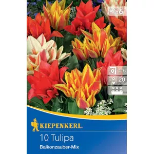 Tulipan Balkonzauber mix multicolor
