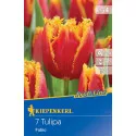 Tulipan Fabio