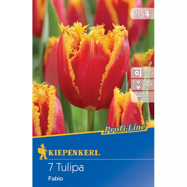 Tulipan Fabio