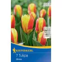 Tulipan Stresa