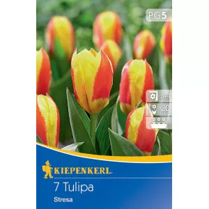 Tulipan Stresa