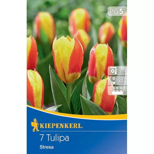 Tulipan Stresa