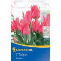 Tulipan Toronto