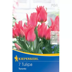 Tulipan Toronto