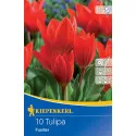 Patuljasti tulipan Fusilier