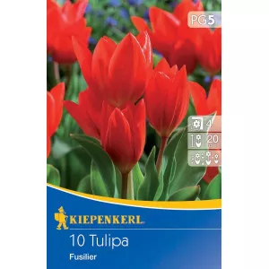 Patuljasti tulipan Fusilier