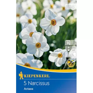Narcis Actaea