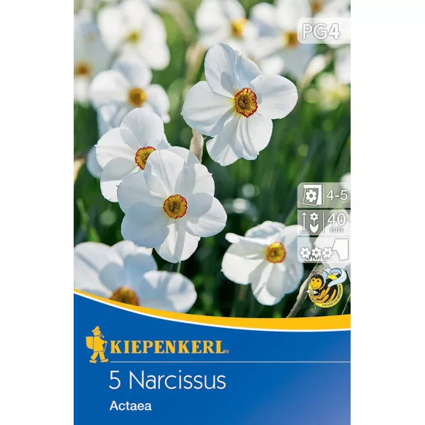 Narcis Actaea