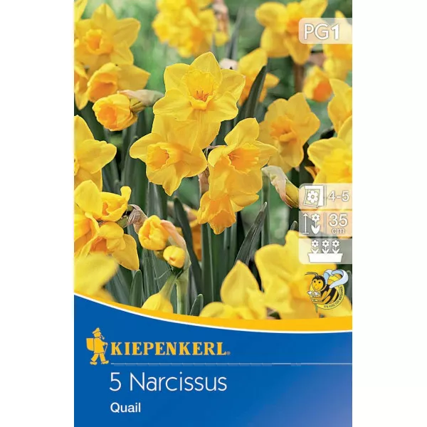 Narcis Quail