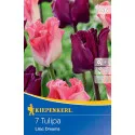 Tulipan Lilac Dreams