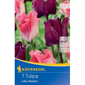 Tulipan Lilac Dreams