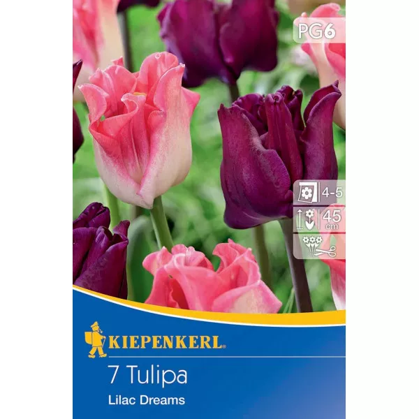 Tulipan Lilac Dreams