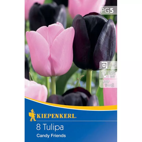 Tulipan Candy Friends