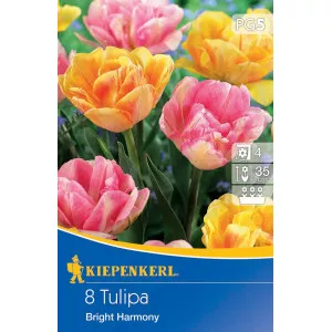 Tulipan Bright Harmony