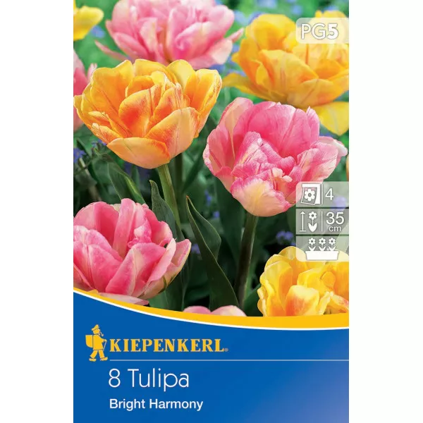 Tulipan Bright Harmony
