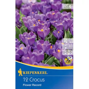 Šafran Flower Record